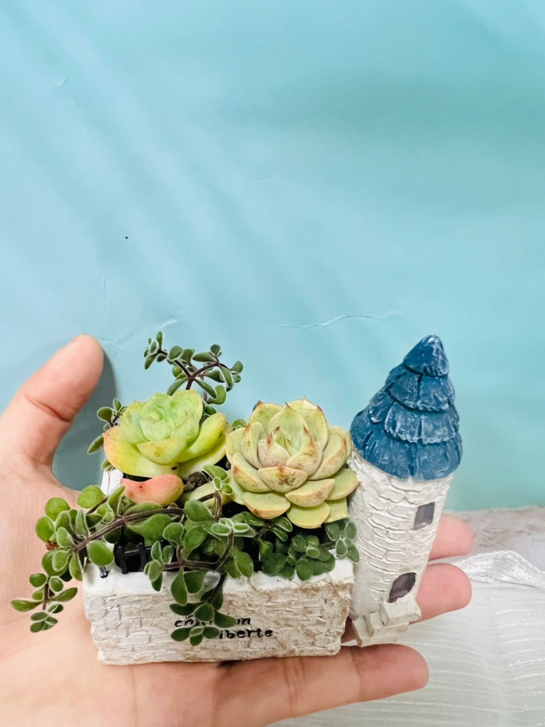 掌上城堡精致定制组盆 日本进口盆器 - 植栽/盆栽 - 水泥 白色