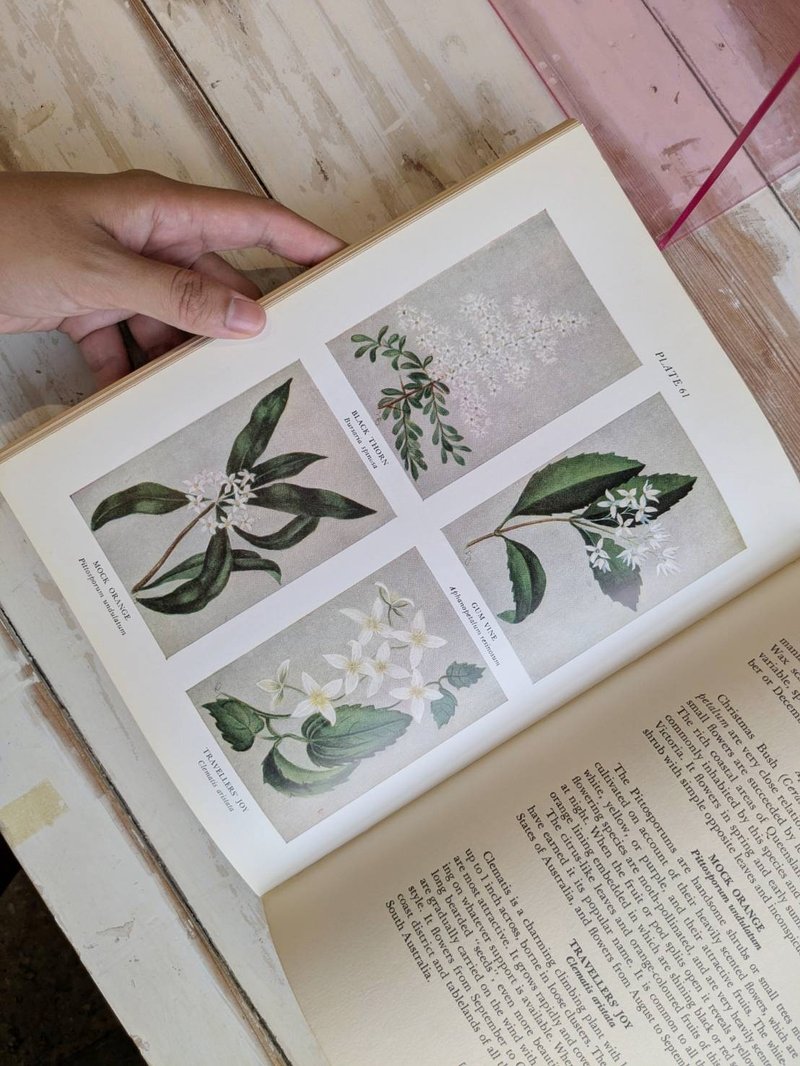 本书采下单后开始寻书/澳洲野花图鉴 - 刊物/书籍 - 纸 卡其色