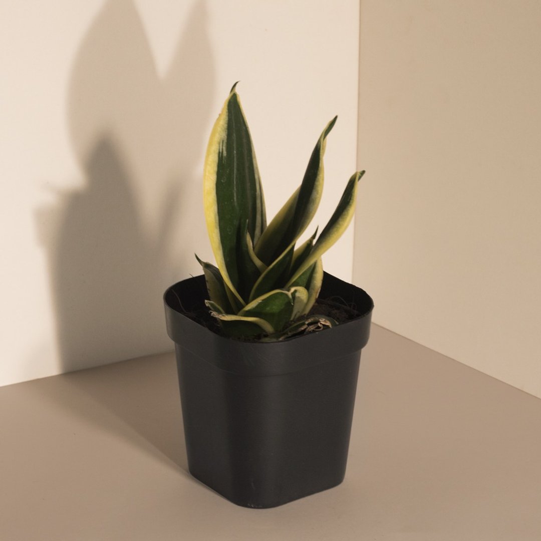 Black Star 虎尾兰_室内植栽 - 植栽/盆栽 - 植物．花 
