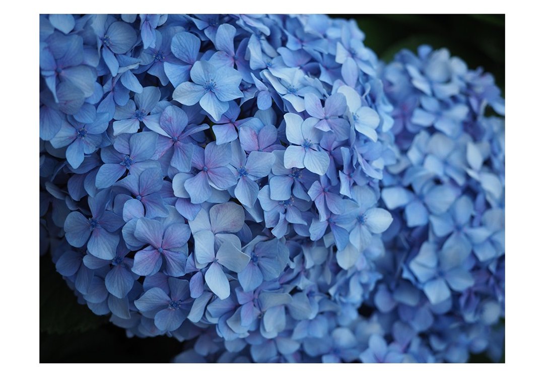 绣球花、蓝色世界｜写真明信片｜3 张组｜No.38 - 卡片/明信片 - 纸 蓝色