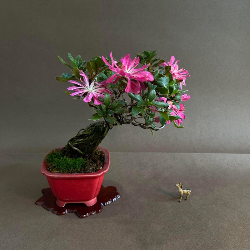 皋月杜鹃∣花だより 小品迎宾露根盆景 - 植栽/盆栽 - 陶 