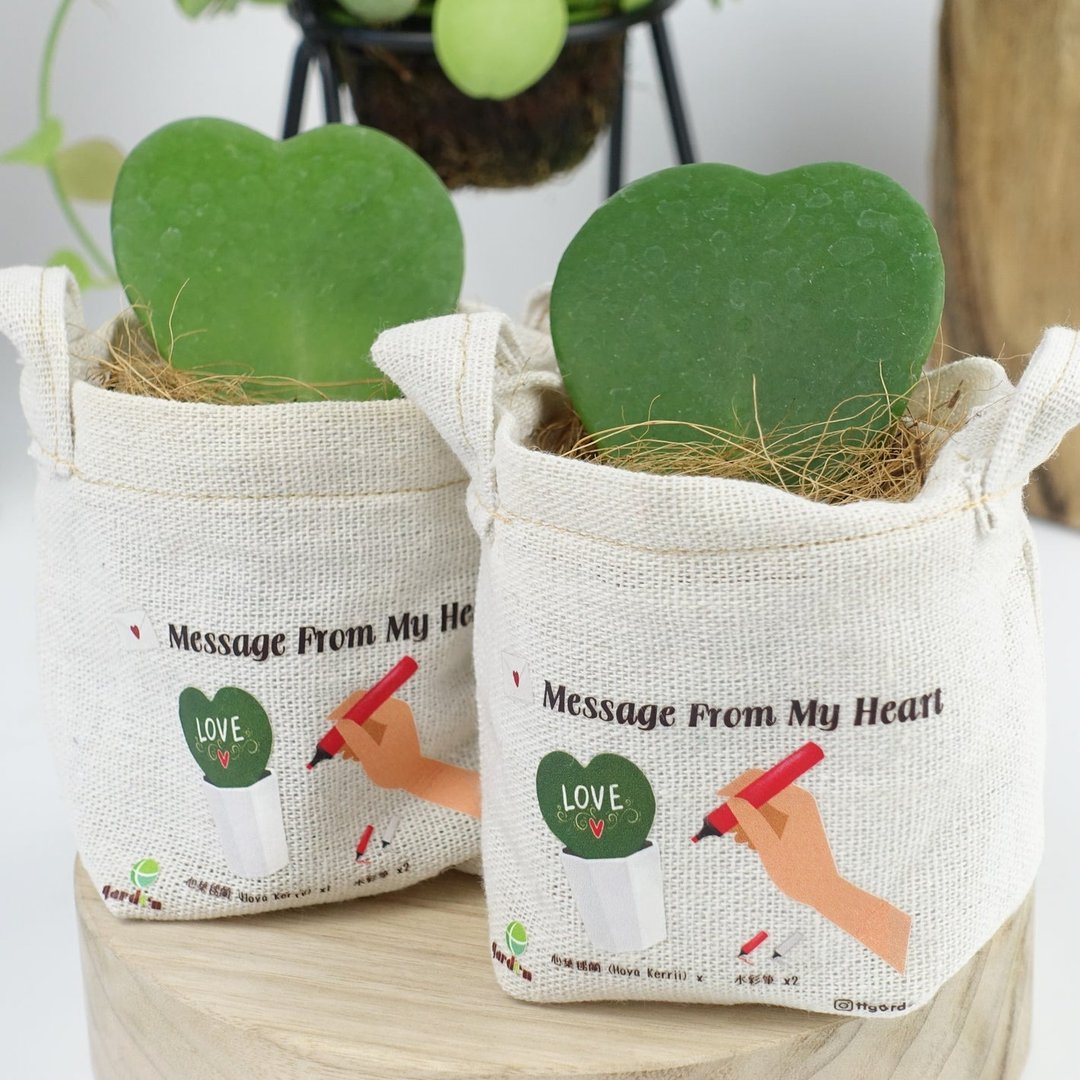 Message From My Heart - 心叶球兰 - 植栽/盆栽 - 植物．花 