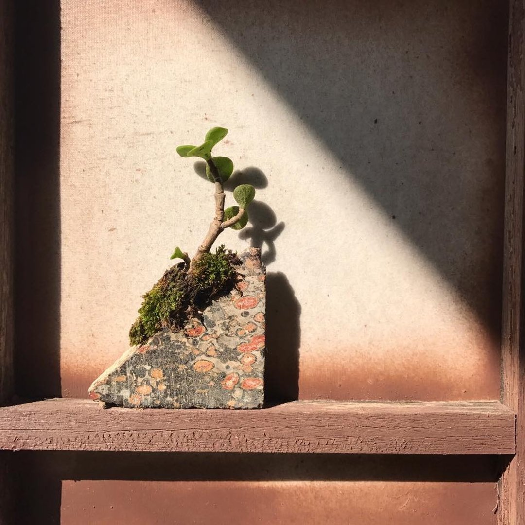 【Lost and find】天然石 迷你 豹纹玛瑙 小盆栽 - 植栽/盆栽 - 宝石 咖啡色