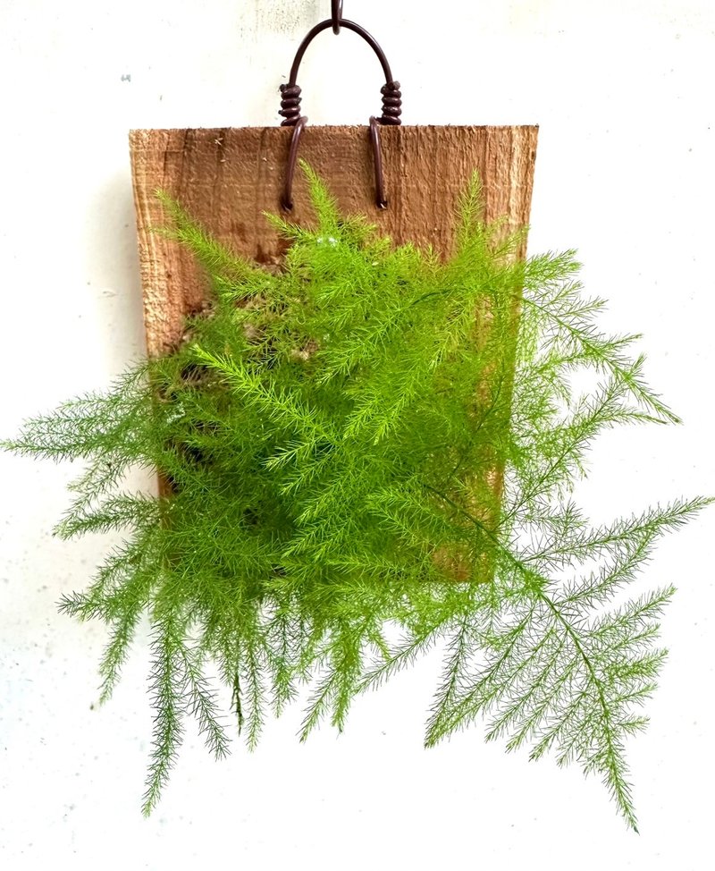 【文竹】植物上板 情人节礼物 生日礼物 观叶植物 室内植物 - 植栽/盆栽 - 植物．花 