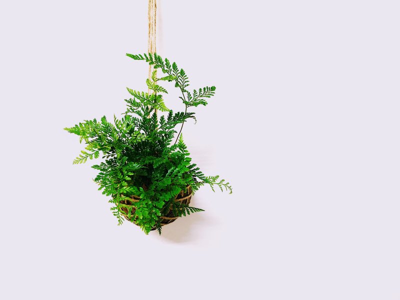 兔脚蕨苔球│板植│室内植物│窗边植物│观叶植物 - 植栽/盆栽 - 植物．花 绿色