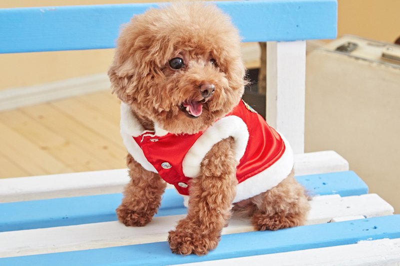 【毛公爵】宠物衣 造型中国风 红 - 衣/帽 - 棉．麻 红色