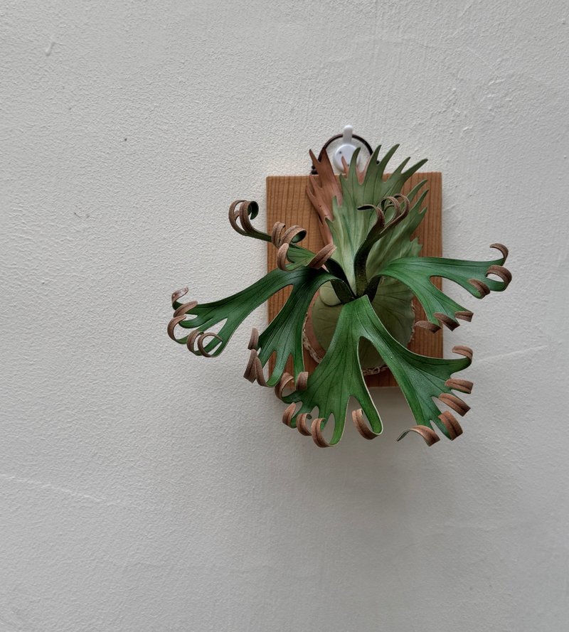 卷卷鹿皮革鹿角蕨 - 墙贴/壁贴 - 真皮 