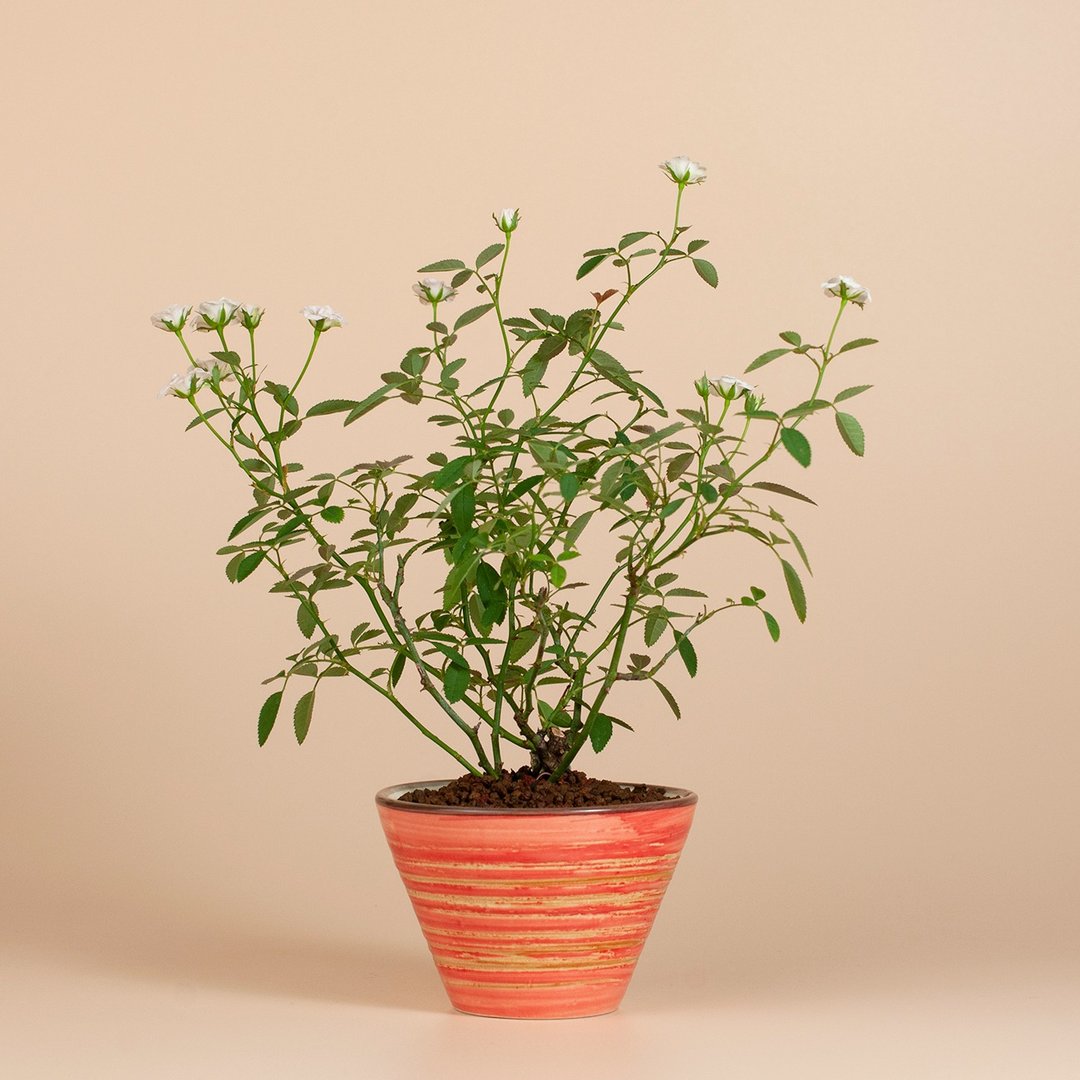 【日本植物】疗愈植物 办公室植栽 日本姫蔷薇 迷你玫瑰 - 植栽/盆栽 - 植物．花 