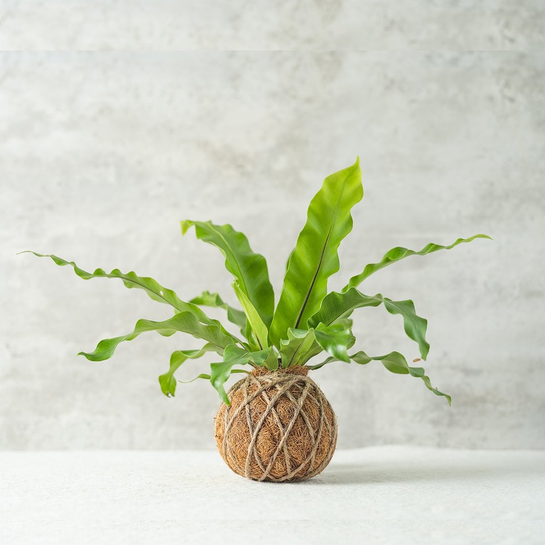 【水苔球植物】山苏-室内植物/观叶植物/送礼 - 植栽/盆栽 - 植物．花 绿色