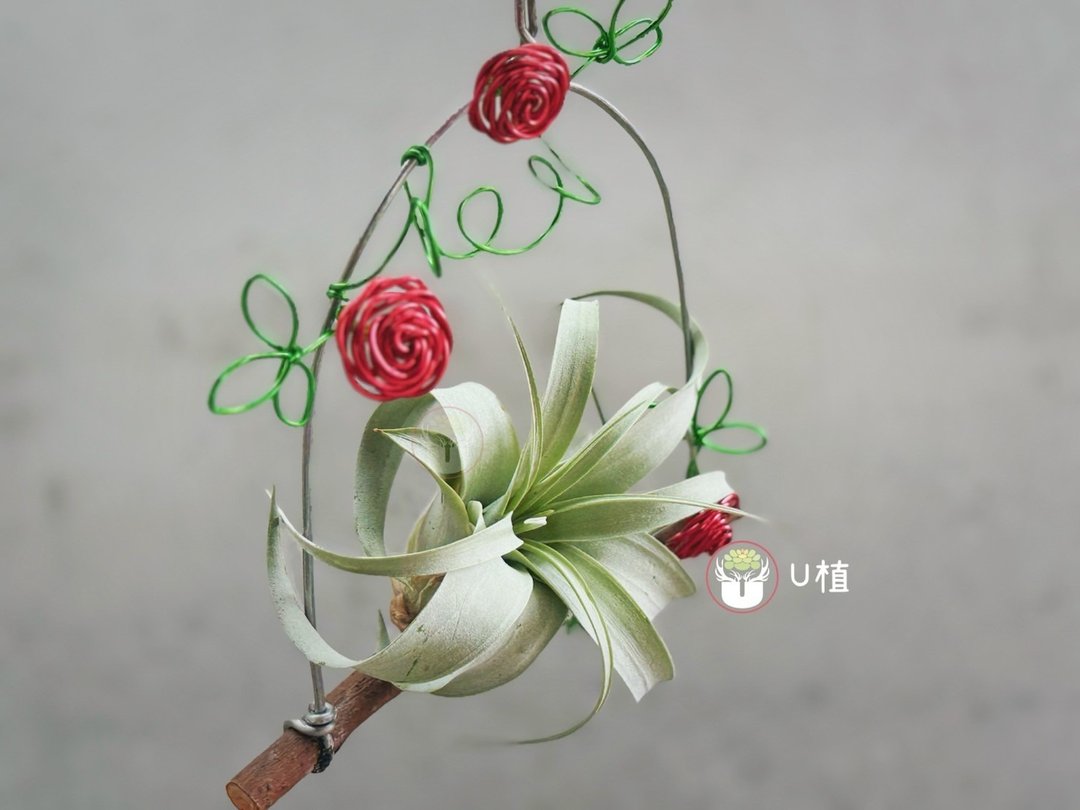 霸王玫瑰挂架/侧芽 - 植栽/盆栽 - 植物．花 红色