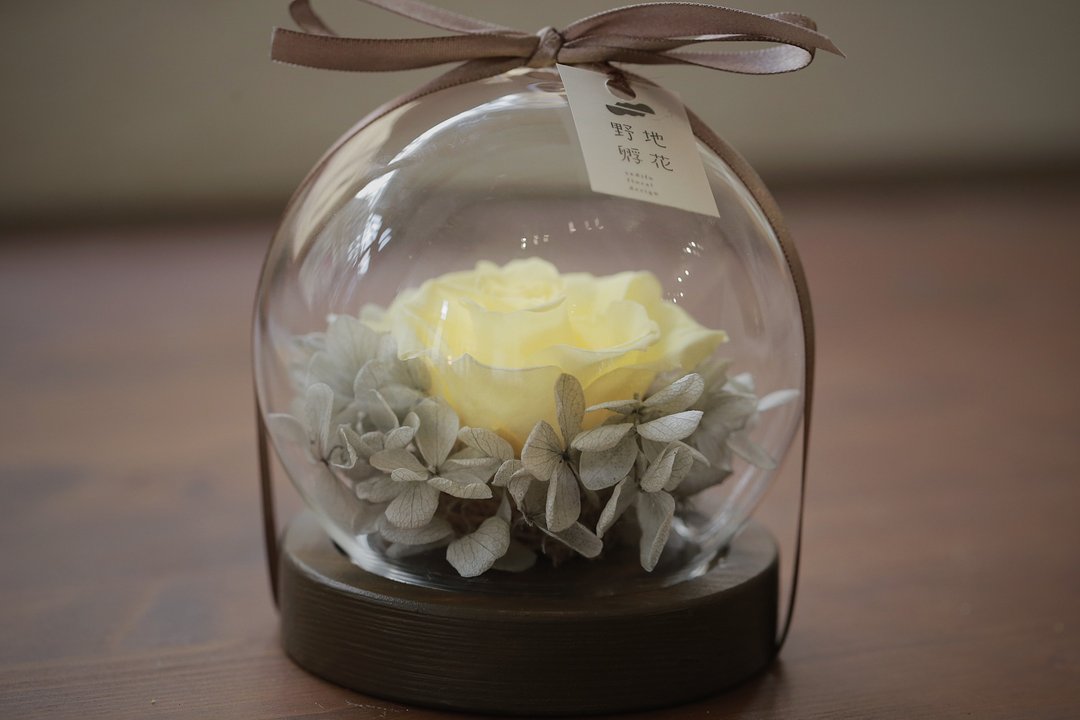 银月•日本永生花 玻璃花盅(小) /定制化 / 祝福花礼 野地孵花 - 干燥花/捧花 - 植物．花 黄色