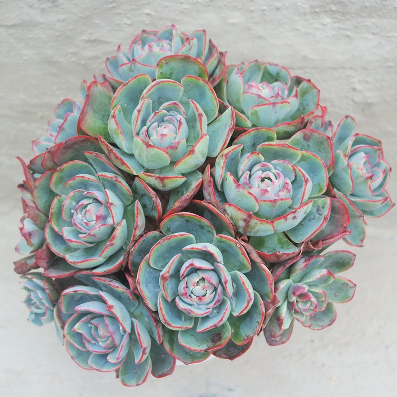 【豆豆多肉】【阿米星】乔迁│送礼│升迁│多肉植物 - 植栽/盆栽 - 植物．花 