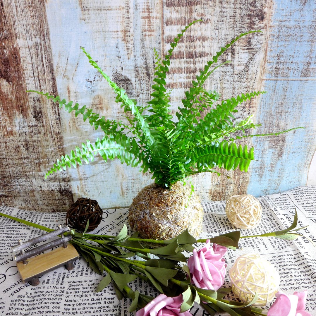 芊艹手作/ 蕨类系列苔球 - 波士顿肾蕨 - 植栽/盆栽 - 植物．花 绿色
