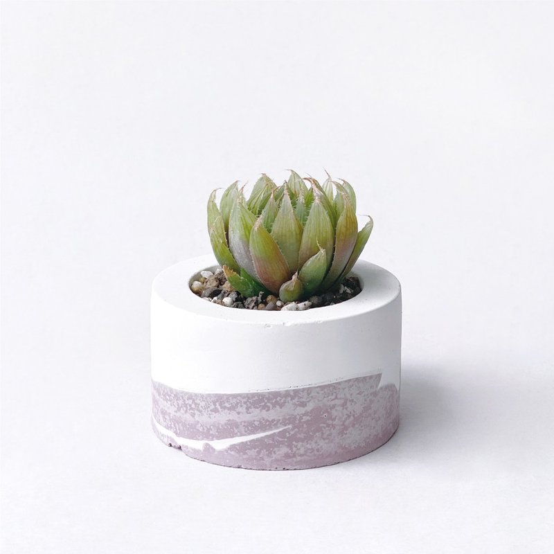 (预购) 莫兰迪粉系列 | 青云之舞 小圆形渐层水泥多肉植栽 - 植栽/盆栽 - 植物．花 粉红色