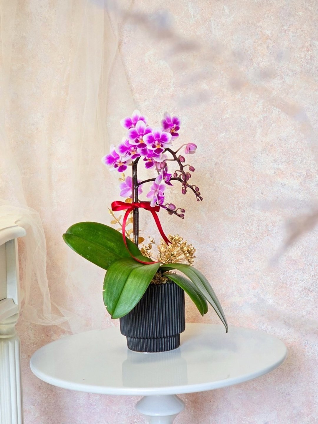 小苹果 蝴蝶兰植栽【限店面自取/双北专送】新年送礼 开幕升迁 - 植栽/盆栽 - 植物．花 多色