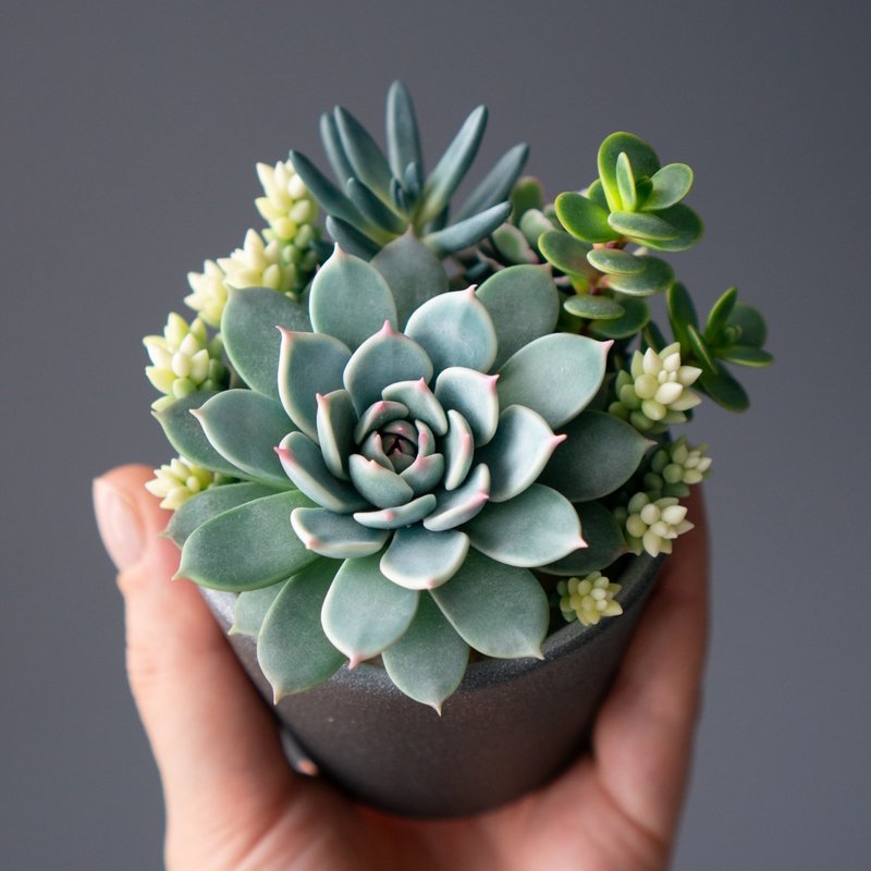 灰色饰品盒，缀以奇鸾多肉植物 - 收纳用品 - 其他材质 