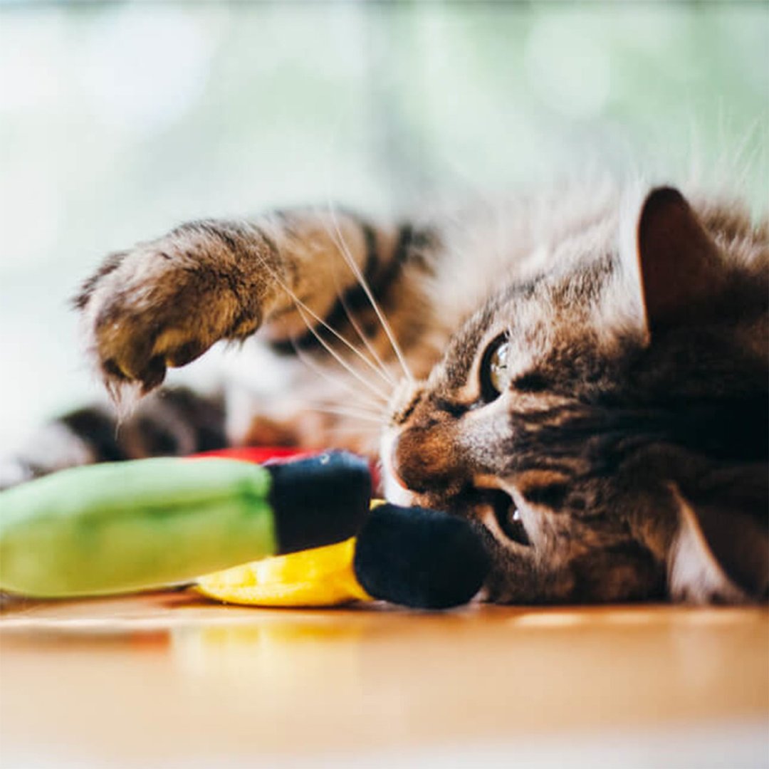 猫玩具 猫草 狂野猫咪 圣诞彩灯 - 玩具 - 环保材料 