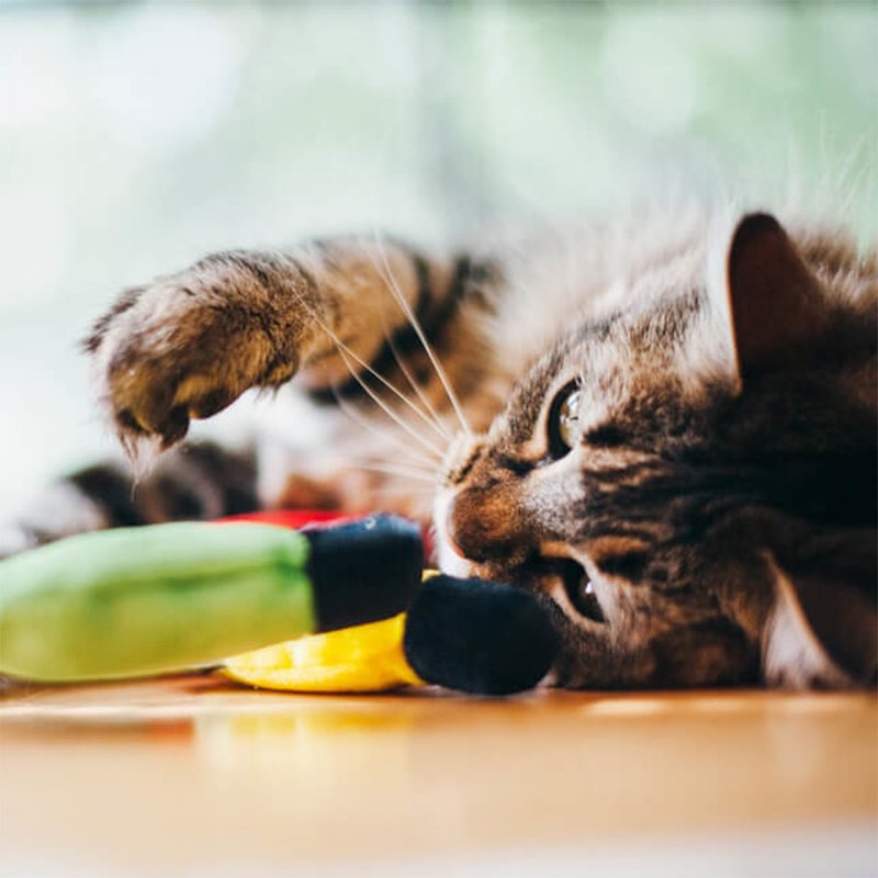 猫玩具 猫草 狂野猫咪 圣诞彩灯 - 玩具 - 环保材料 