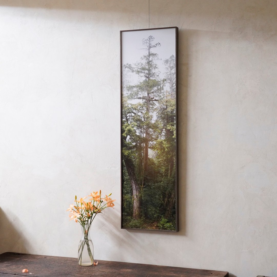 【摄影挂画】79.1米高-桃山神木 | TreePorjects - 海报/装饰画/版画 - 纸 