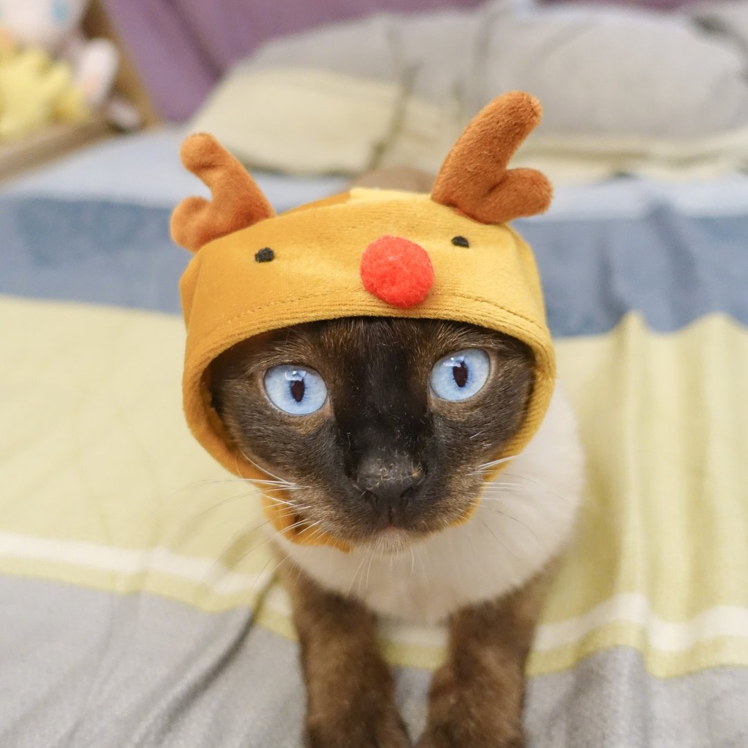 红鼻麋鹿宠物猫狗帽子头套*S号 - 衣/帽 - 聚酯纤维 咖啡色