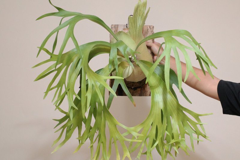 千手观音鹿角蕨 - Platycerium SSFong - 植栽/盆栽 - 植物．花 