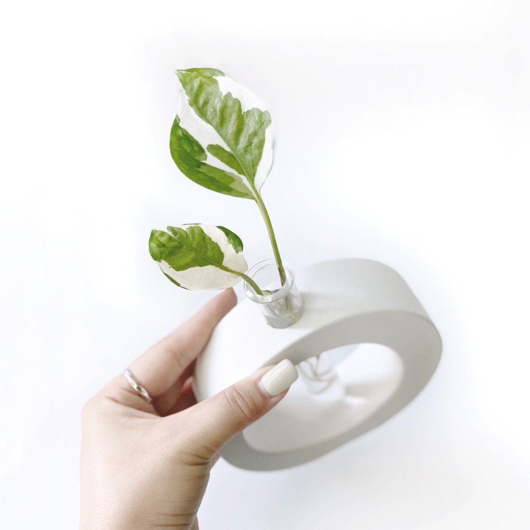 纯灰系列 | 白金葛 室内水培植栽 圆圈水泥水耕花架 - 植栽/盆栽 - 植物．花 灰色