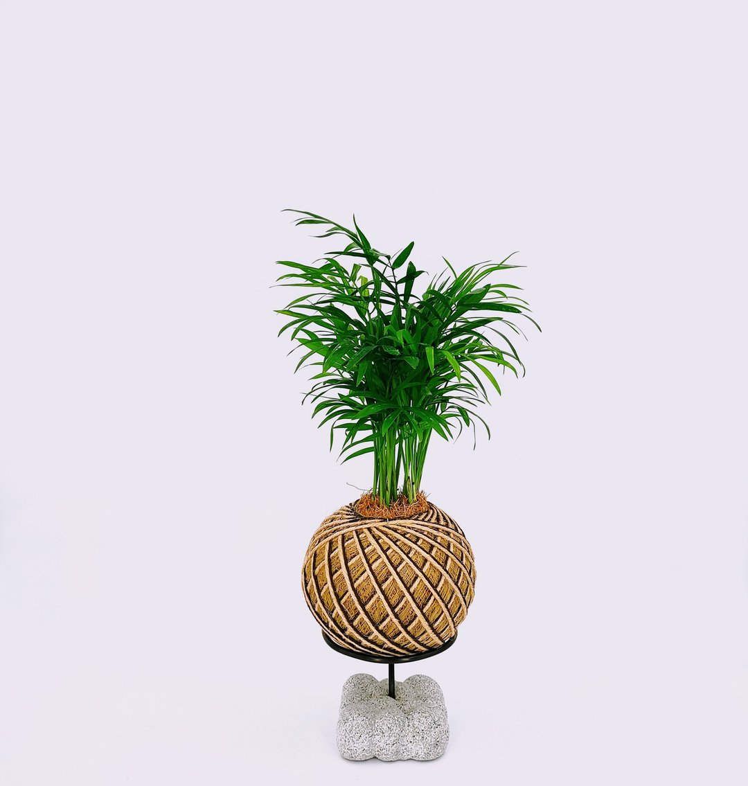 袖珍椰子苔球│室内植物│窗边植物│观叶植物 - 植栽/盆栽 - 植物．花 绿色