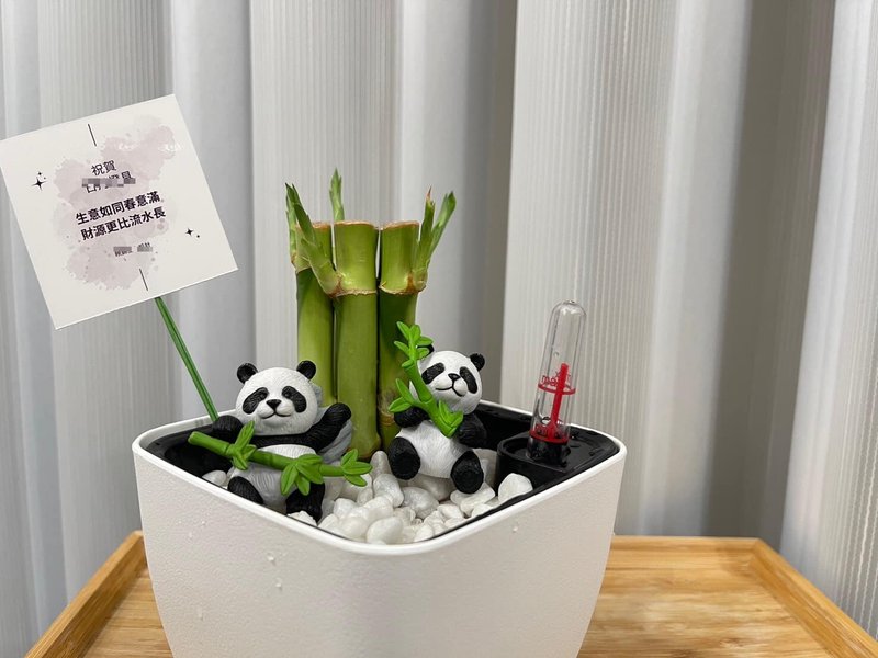 蕨美植栽 懒人土耕植栽 开运竹 x 方形懒人花盆 熊猫陪伴・质感 - 植栽/盆栽 - 植物．花 