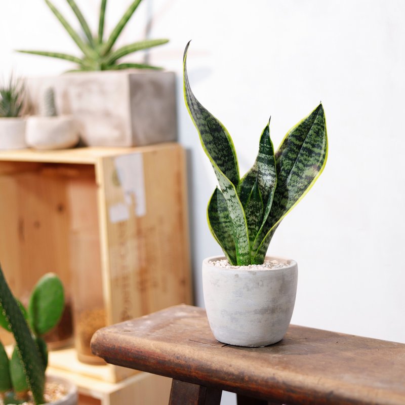 【室内盆栽】虎尾兰盆栽  观叶植物 绿化 盆栽 开幕送礼 礼物 - 植栽/盆栽 - 植物．花 绿色