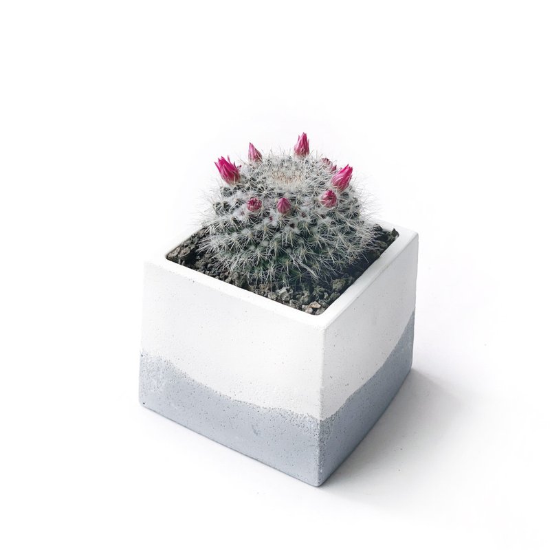莫兰迪紫系列 | 玉翁仙人掌 方形双色水泥仙人掌植栽 - 植栽/盆栽 - 植物．花 紫色