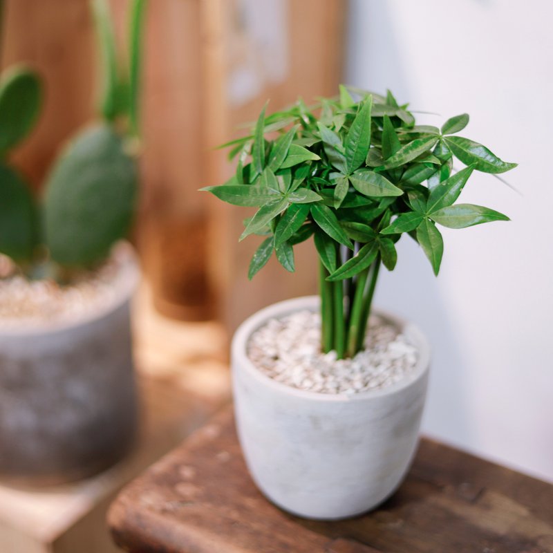 【室内盆栽】马拉巴栗盆栽 升迁 观叶植物 盆栽 开幕盆栽 发财树 - 植栽/盆栽 - 植物．花 绿色