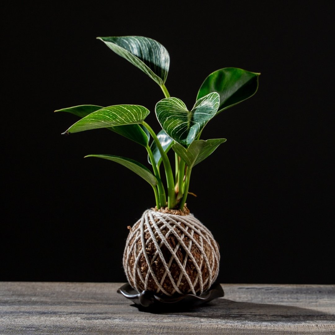 铂金蔓绿绒苔球 苔球植物 苔玉 适合室内植物 办公室植物 交换礼 - 植栽/盆栽 - 植物．花 