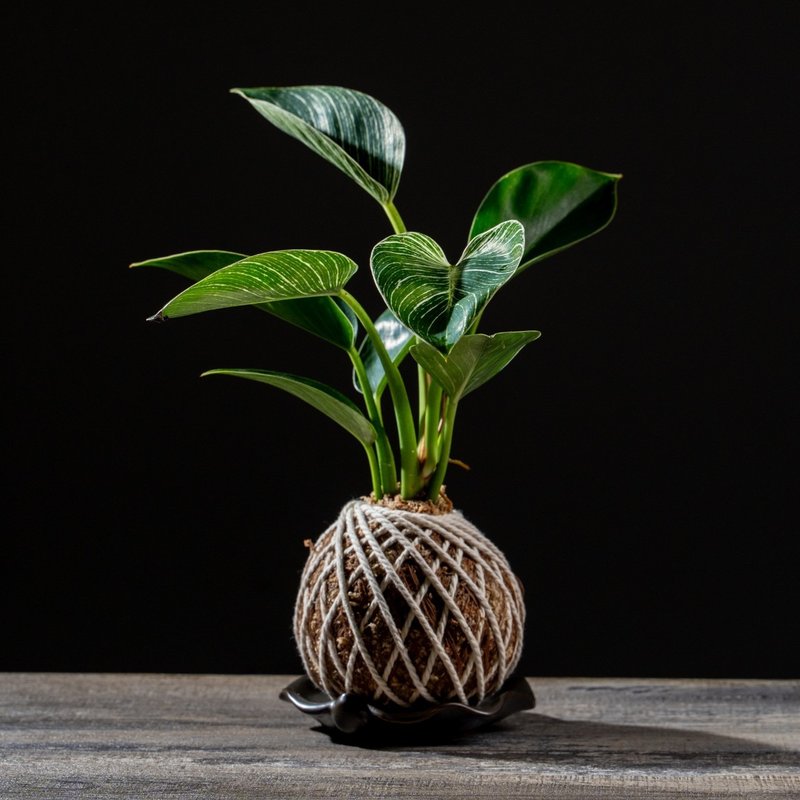 铂金蔓绿绒苔球 苔球植物 苔玉 适合室内植物 办公室植物 交换礼 - 植栽/盆栽 - 植物．花 