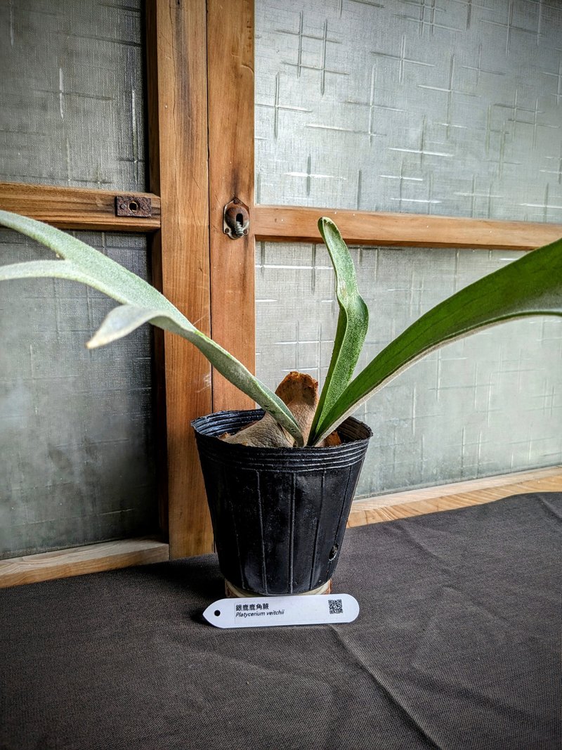 银鹿鹿角蕨Platycerium veitchii - 植栽/盆栽 - 植物．花 绿色