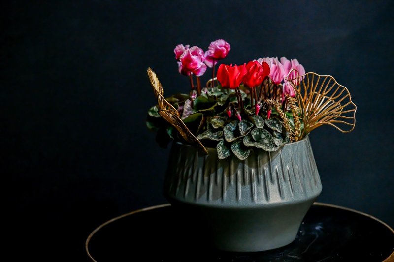 仙客来-新年 - 植栽/盆栽 - 植物．花 红色