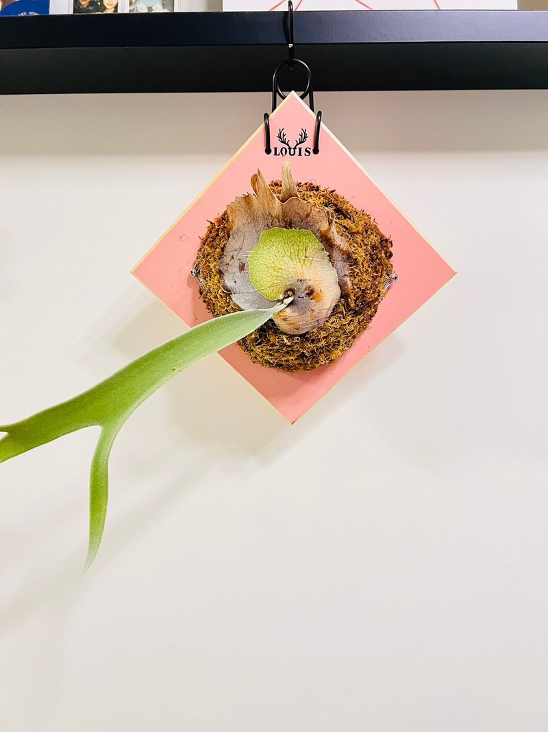 银鹿 鹿角蕨上板 森林系壁植 毕业 新居落成 开幕志庆礼 - 植栽/盆栽 - 木头 咖啡色