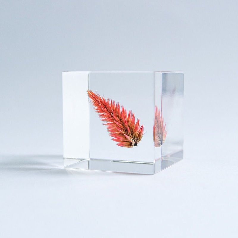 Sola cube 青葙立方块_祝福之火 - 摆饰 - 植物．花 透明
