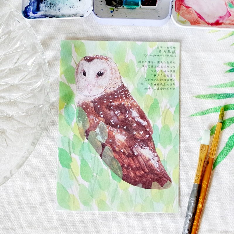 原创水彩画明信片 台湾特有亚种 东方草鸮 - 卡片/明信片 - 纸 咖啡色