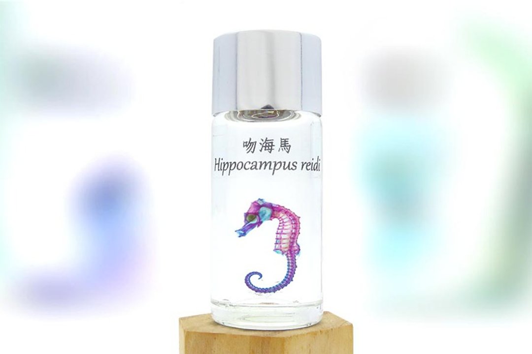 透明生物标本 - 吻海马 Hippocampus reidi (大) - 摆饰 - 玻璃 