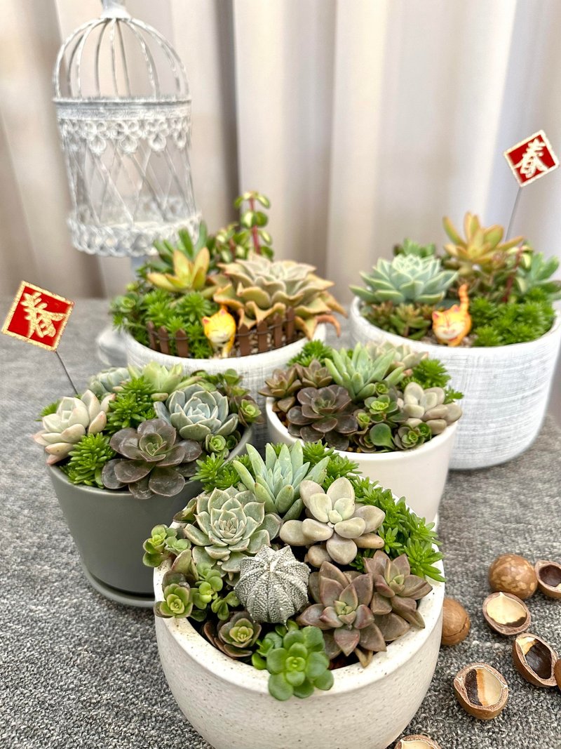 【猫猫多肉】多肉组盆 开幕送礼 多肉组合 定制化 多肉 - 植栽/盆栽 - 植物．花 