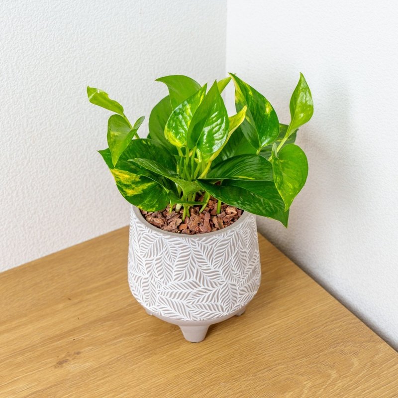 黄金葛  小树叶纹 水泥盆栽 桌上盆栽 开幕送礼 乔迁礼物 - 植栽/盆栽 - 植物．花 