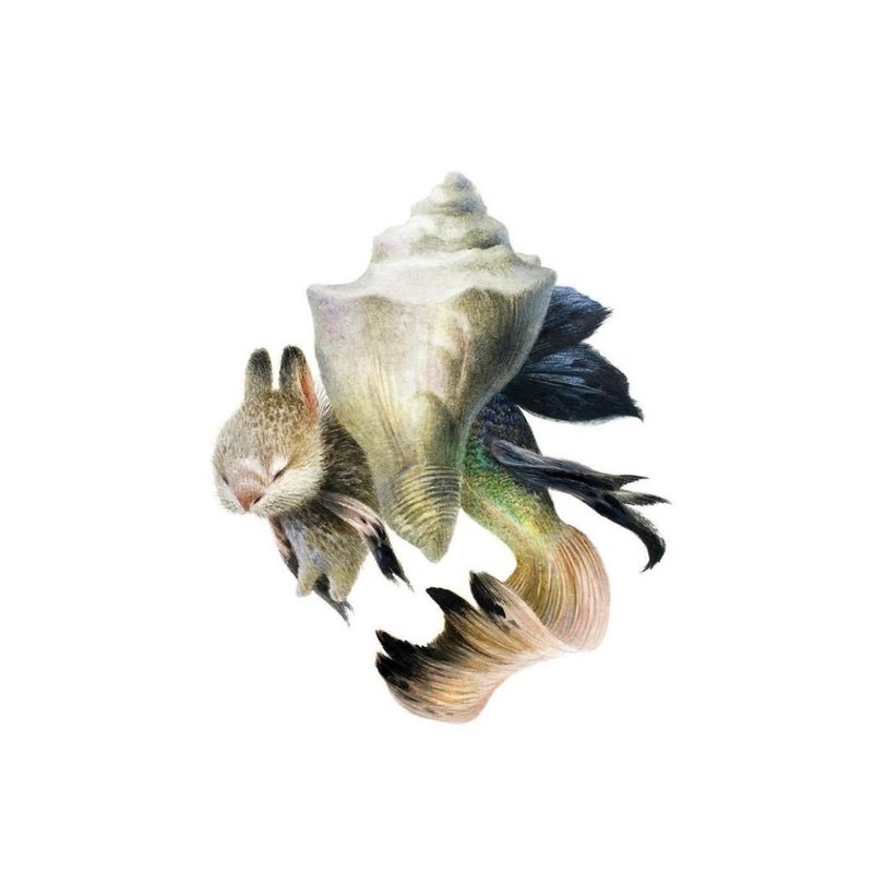 海洋贝壳 - 墙贴/壁贴 - 纸 多色