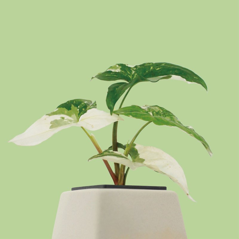 │ 方盆系列 │大理石合果芋 - 送礼植物 办公室 室内 水耕植物 - 植栽/盆栽 - 植物．花 