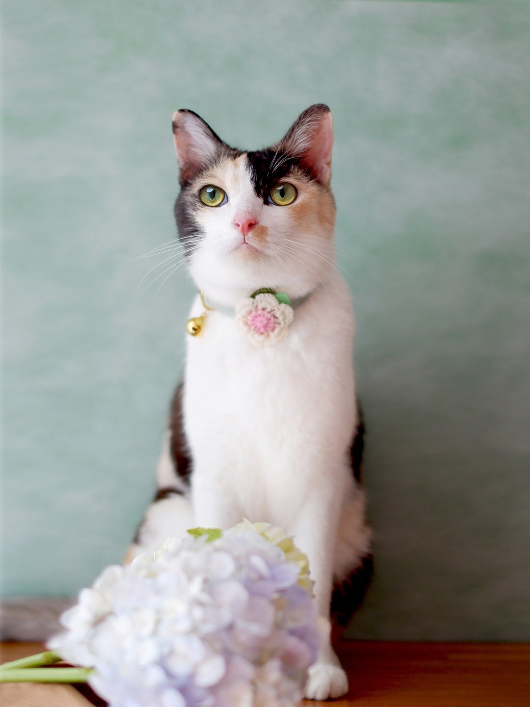 : MINI MALA :  breakaway cat collar with knitted flower - 项圈/牵绳 - 棉 多色