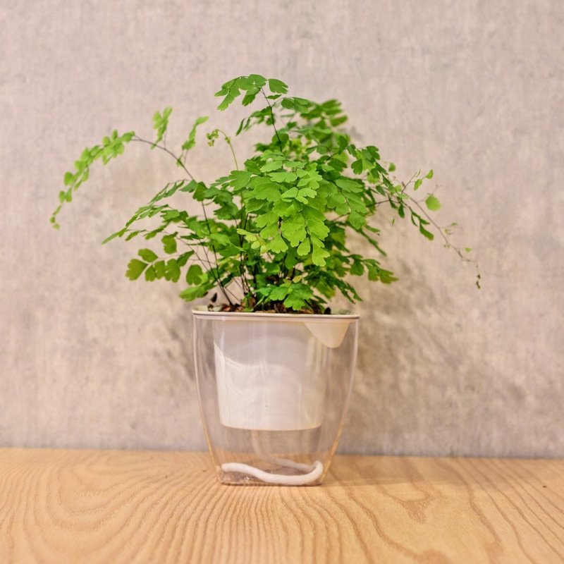 铁线蕨 免浇水方形盆栽 室内植物 观叶植物 礼物 盆栽 - 植栽/盆栽 - 植物．花 