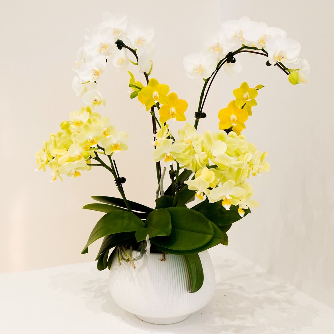 兰花组盆-渐层黄【限店面自取/台北市亲送】 - 植栽/盆栽 - 植物．花 黄色