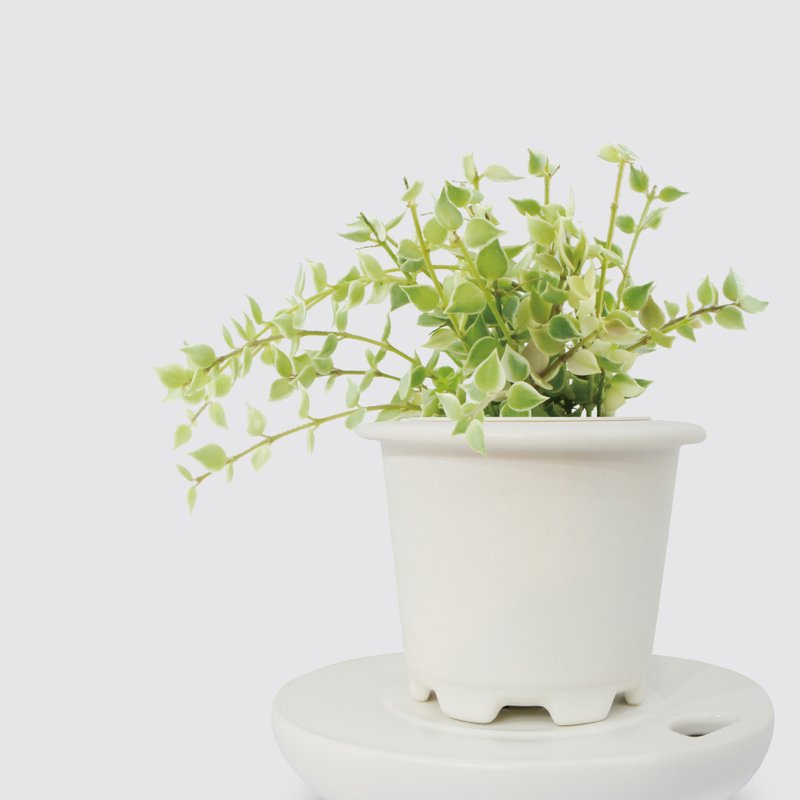 │ 窑瓷系列 │ 百万心 - 垂吊植物  水耕盆栽 瓷器 - 植栽/盆栽 - 植物．花 