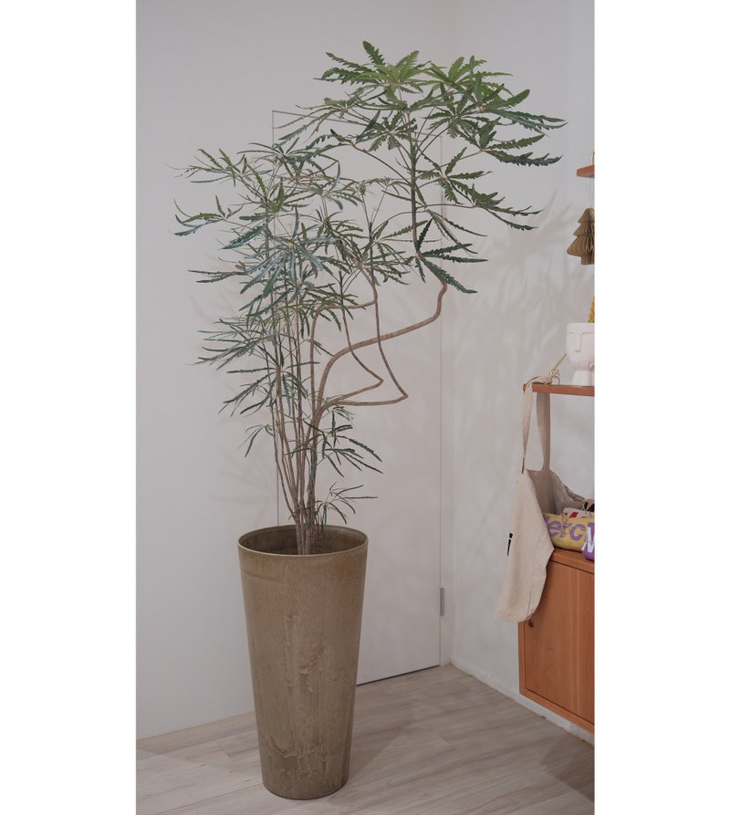 孔雀木 - 植栽/盆栽 - 植物．花 