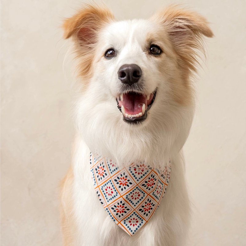 双面绑带领巾_绿野仙踪_XS/S/M/L - 项圈/牵绳 - 聚酯纤维 