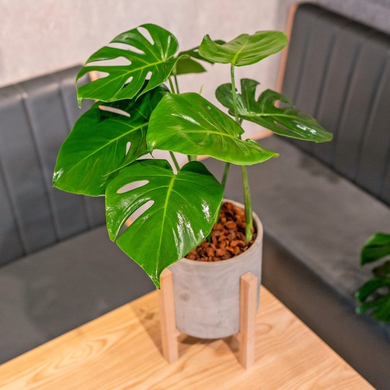龟背芋 落地四脚木架水泥盆栽 电信兰观叶植物开幕送礼推荐 - 植栽/盆栽 - 植物．花 